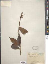 Image result for Hugonia elliptica