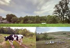 а мы и не скрываем что из деревни родом песня Stihi Pro Derevnyu