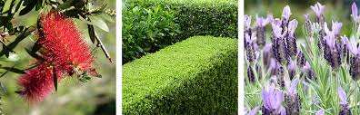 As we become more environmentally conscious, the desire to plan gardens around plants with low water requirements becomes more prevalent. Top Drought Resistant Plants Flower Power
