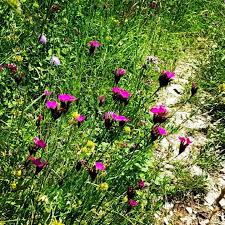 Blumenwiese Mit Den Stark Leuchtenden Lichtnelken Das War Zwar Im Donautal Konnte Aber Uberall Sein Hauptsache Die Wiese Ist Naturnah Und Ungedungt Plants