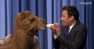 In a segment that aired last night, robert, 13, introduced host jimmy fallon to a menagerie of wild animals. Og1 4325 Robert Irwin Brings Cute Baby Cervils And A Baby Camel On Jimmy Fallon Madly Odd