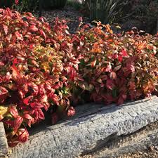 We did not find results for: Nandina Nana Garden Express