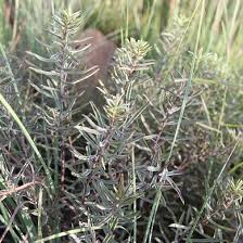 Image result for Myrica serrata