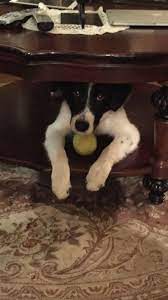 gallery dog best friend dog cat border collie dog