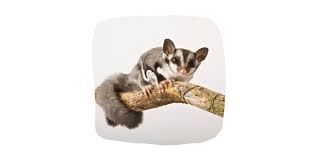 There are various options to choose from if you are looking to add a new member to your family. 7 Small Pets That You Need In Your Life Preloved Uk