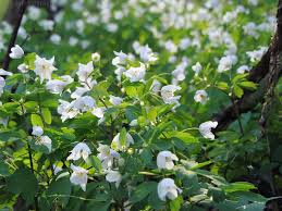 Image result for Isopyrum nipponicum