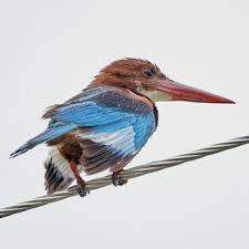 Kingfisher - Halcyon Days – The Dm Collection