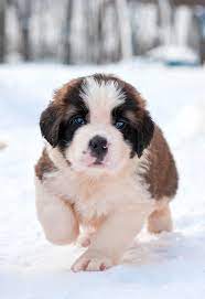 Saint Bernard Puppy Http Www Localpuppybreeders Com Saint Bernard Dog Breed Information Baby Dogs St Bernard Puppy St Bernard Dogs