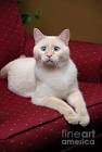 siamese kitten for sale in Washington Classifieds & Buy ...