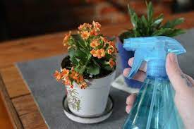 How To Care For A Calandiva Plant Hunker Plants Winter Plants Kalanchoe Blossfeldiana