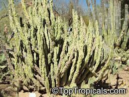Lophocereus schottii monstrose totem pole potted cactus. Lophocereus Schottii Monstrosus Totem Pole Cactus Toptropicals Com