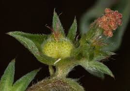 Image result for Acalypha paucifolia