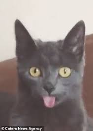 We have got 11 images about black cat sticking tongue out meme images, photos, pictures, backgrounds, and more. Photos Of Cat Whose Tongue Is Always Sticking Out Of Her Mouth Daily Mail Online