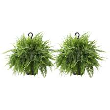 We did not find results for: With No Pot 42 Artificial River Fern Hanging Bushes Pack Of 2 Home Decor Artificial Plants Flowers Rayvoltbike Com