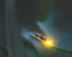 نتیجه جستجوی لغت [fireflies] در گوگل