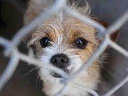 Petharbor Com Animal Shelter Adopt A Pet Dogs Cats Puppies Kittens Humane Society Spca Lost Found Animal Shelter Animals Dogs And Puppies