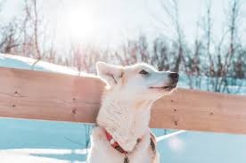 100 dogs pictures download free images on unsplash white dog breeds dog pictures dogs