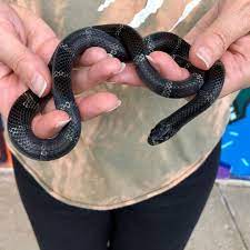 Richard Allen On Instagram Beautiful Pair Of Baby Black Milk Snakes At Reptile Rapture Already Losing Their Color And Starting T Milk Snake Black Milk Snake