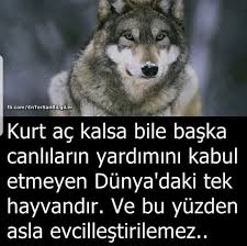 Nuray Yilmaz Adli Kullanicinin Biliyormusunuz Panosundaki Pin Aslan Kurt Baskanlar