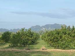Harum manis original from perlis. Harum Manis Perlis 2017 8 Tempat Tempat Menarik Di Perlis Yang Wajib Singgah Jurukamera Kami Meninjau Suasana Di Ladang Mangga Harum Manis Di Perlis Yang Sudah Boleh Dipetik Untuk Jualan Musim Kali Oyasuminasu