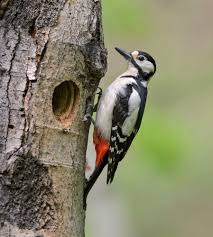 Great Spotted Woodpecker Beautiful Birds Wild Birds Woodpecker