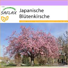 We did not find results for: Saflax Japanische Blutenkirsche 30 Samen Kaufland De