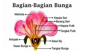 Pengertian Bunga dan Bagian-bagian Bunga | Teknowarta