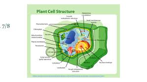 The cell wall function of bacteria is often for protection against the human immune system and other environmental hazards. Cell Wall By Harley Pflugh