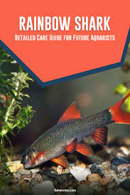 Rainbow Shark Detailed Care Guide For Future Aquarists In 2020 Tropical Fish Aquarium Tropical Freshwater Fish Shark