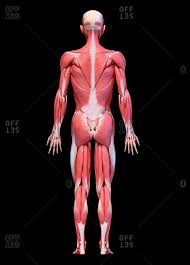 The psoas connects the body across the front and the piriformis at the back. Abdominal Muscles Stock Photos Offset