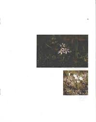 Image result for Cyrtanthus welwitschii