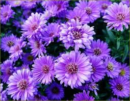 All png & cliparts images on nicepng are best quality. Solve Purple Aesthetic Flowers By Emdizio Jigsaw Puzzle Online With 520 Pieces