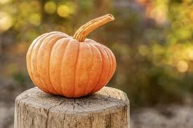 A dried up pumpkins are stored here 2. Pumpkins Around The World Human Relations Area Files