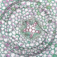 Image result for Ranunculus acris