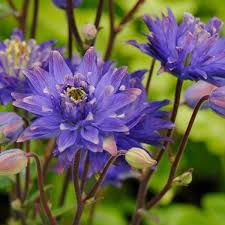 Check spelling or type a new query. Perennials