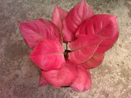 Aglaonema Red Menanam Menanam Bunga Tanaman Indoor