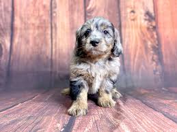 The mini goldendoodle has become a very popular puppy in america. Mini Goldendoodle Blue Merle Pasteurinstituteindia Com