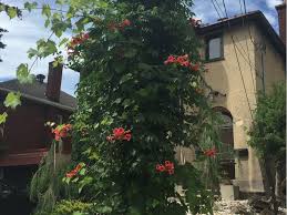 Check spelling or type a new query. Ailsa Francis Be Careful With Monster Vines Ottawa Citizen