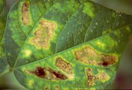 Maybe you would like to learn more about one of these? Fungul Diseases Of Green Beans Control Of Fungi On Beans Horticulture Org Za