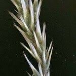 Image result for Enneapogon cenchroides