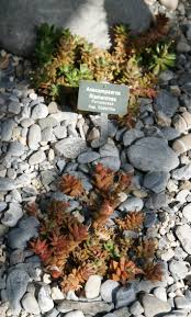 Image result for Anacampseros subnuda