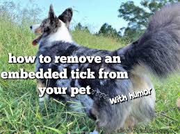 How To Inject Humor Into Removing An Embedded Tick From Your Pet 12bravecto Ticks On Dogs Pets Tick Removal Dog