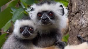 While the east is cloaked in soaking rainforest, the west and when at last the rains come, everything changes. Madagascar Land Like No Other Youtube