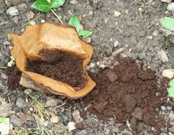 Fur Welche Pflanzen Eignet Sich Kaffeesatz In 2020 Kaffeesatz Garten Bepflanzen Pflanzen