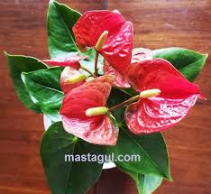 Manfaat bunga gelombang cinta posted: Jenis Bunga Anthurium Yang Wajib Dimiliki Para Pecinta Tanaman Hias Mas Tagul