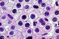 Maybe you would like to learn more about one of these? Microscopic Animal Cells Images Kuhn Photo Microscopic Cells Microscopic Photography Microscopic