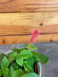 Image result for Acalypha