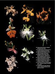 Image result for Habenaria adolphi