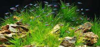 Tips for Single-Species Aquariums | Tropical Fish Hobbyist Magazine