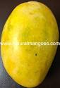 Where to buy organic mangoes. Looking for the best place to buy ...